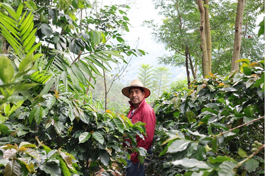 Guatemala - Las Lomas