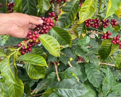 Colombia - Sandoval
