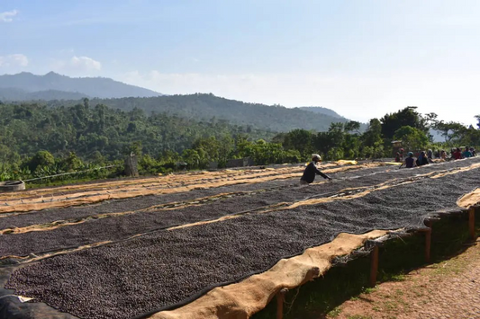 Ethiopia - Yirgacheffe Gola