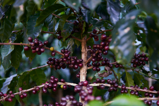 Guatemala - Waykan