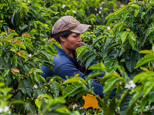 Colombia - Sandoval