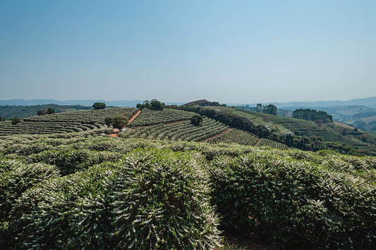Brazil - Santa Lúcia