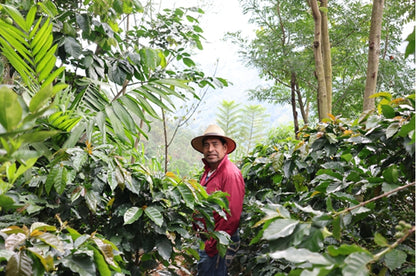 Guatemala - Las Lomas
