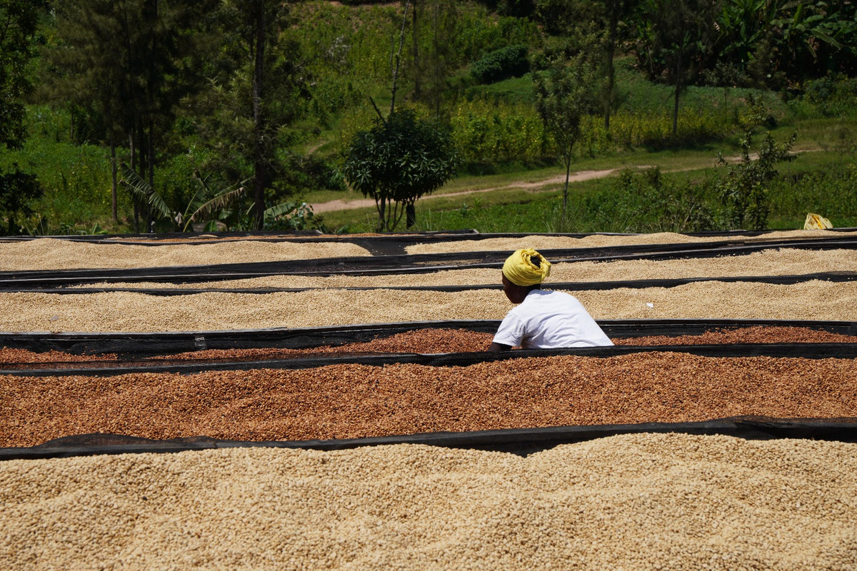 Rwanda - Rugali Microlot