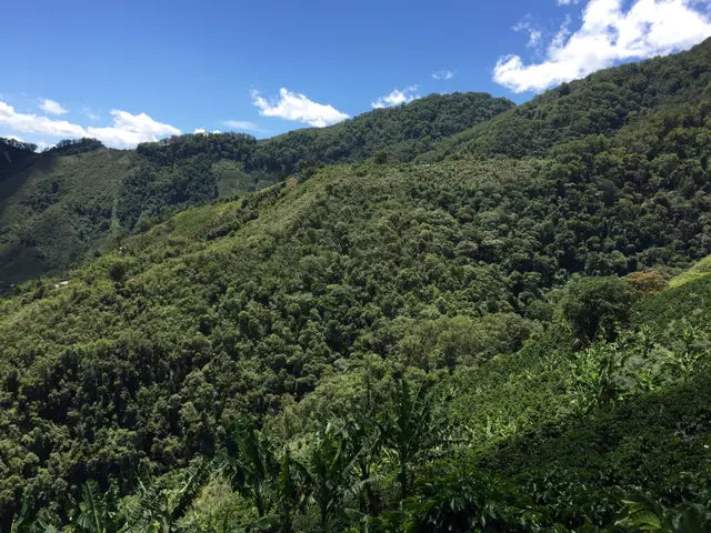 Colombia - Matambo
